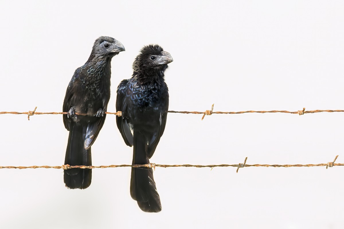 Smooth-billed Ani - ML506712211