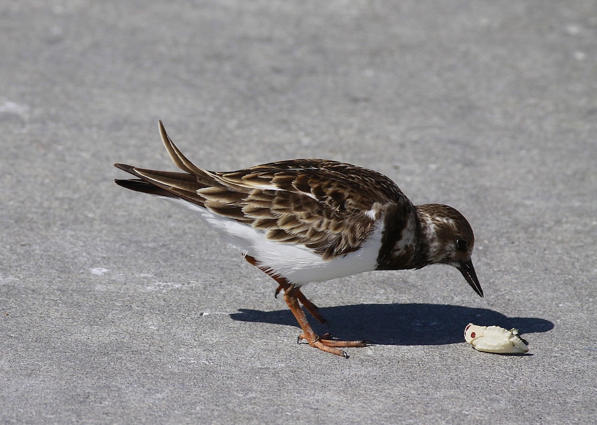 Ruddy Turnstone - Jim Beeke