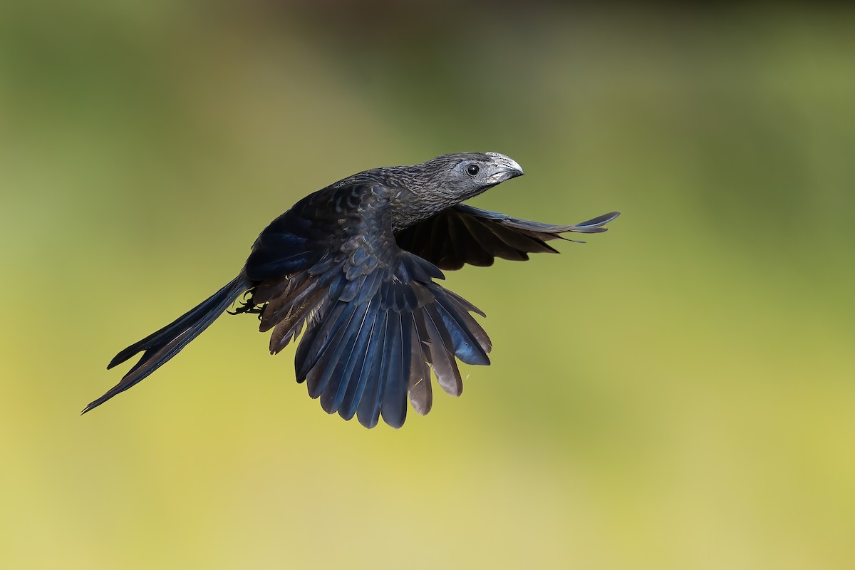 Groove-billed Ani - Ryan Sanderson