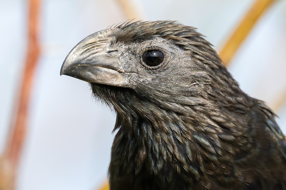 Groove-billed Ani - ML506712671