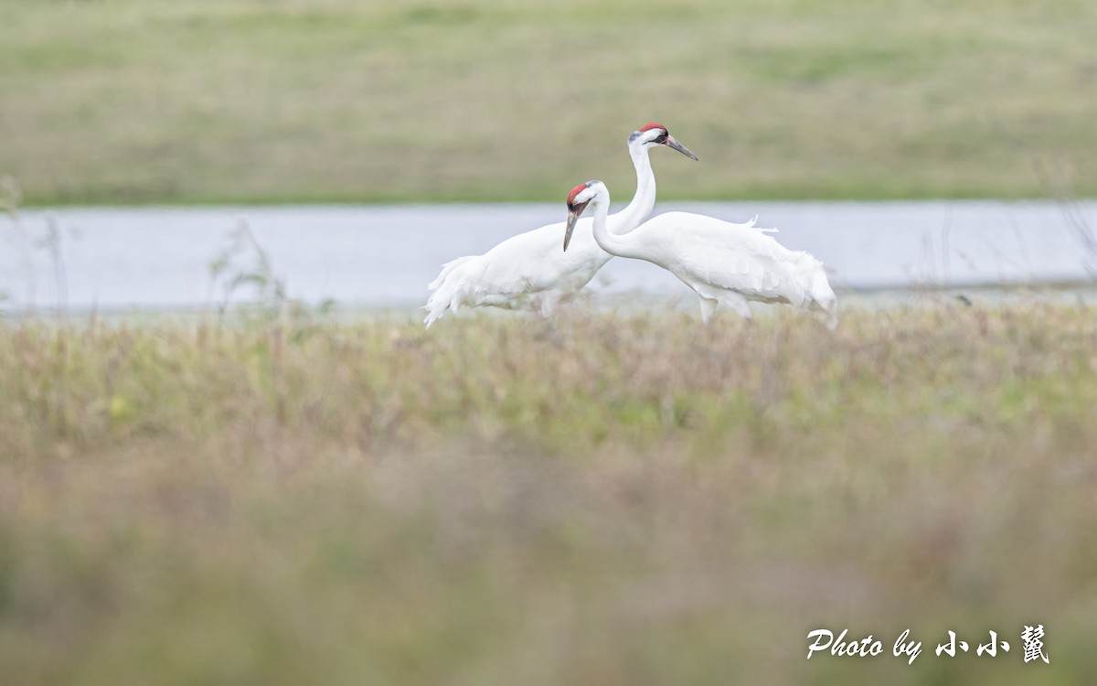 Whooping Crane - ML506713051