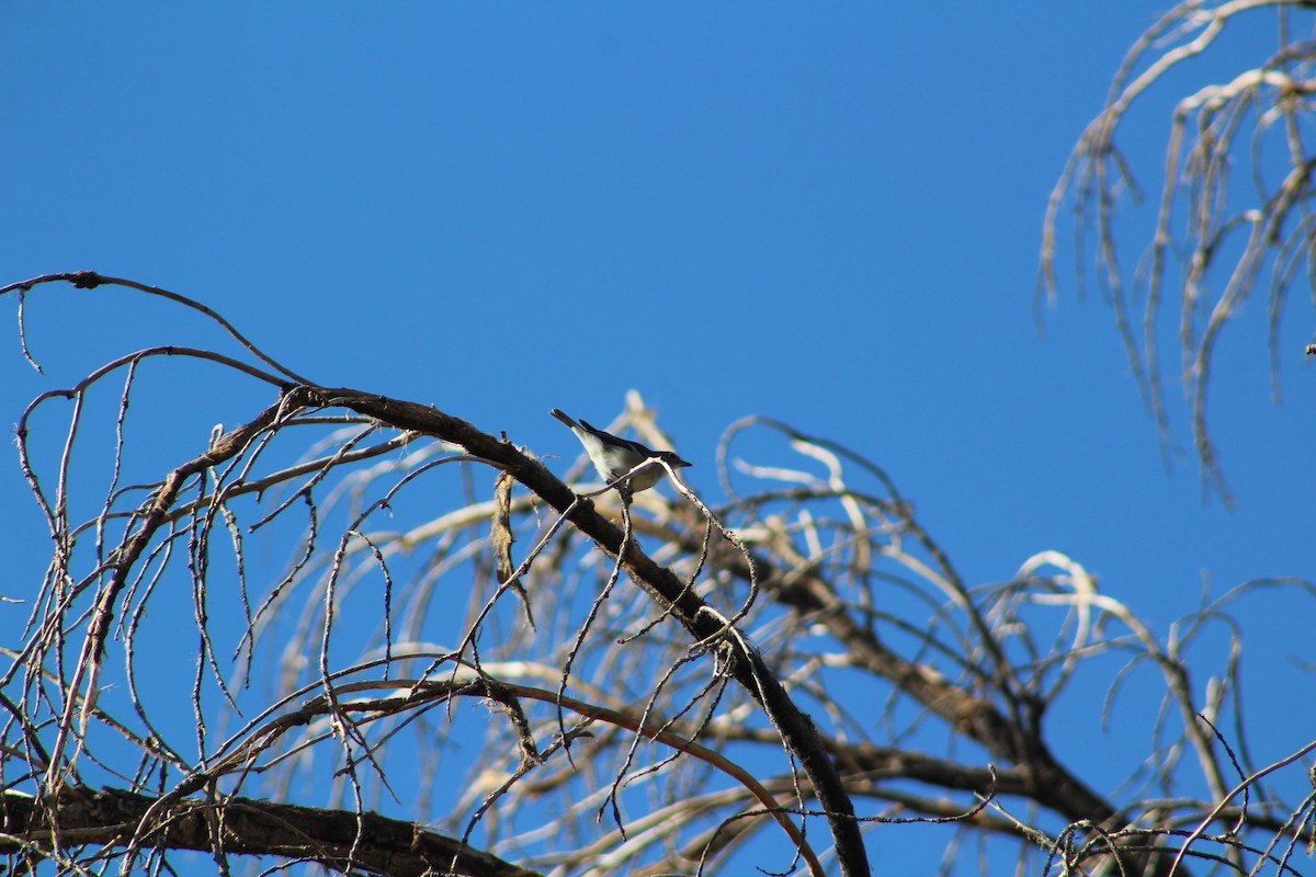 Plumbeous Vireo - ML506714421