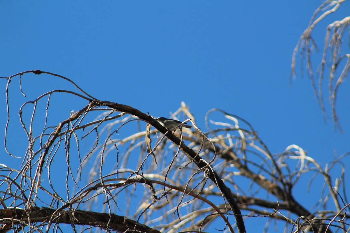 Plumbeous Vireo - ML506714431