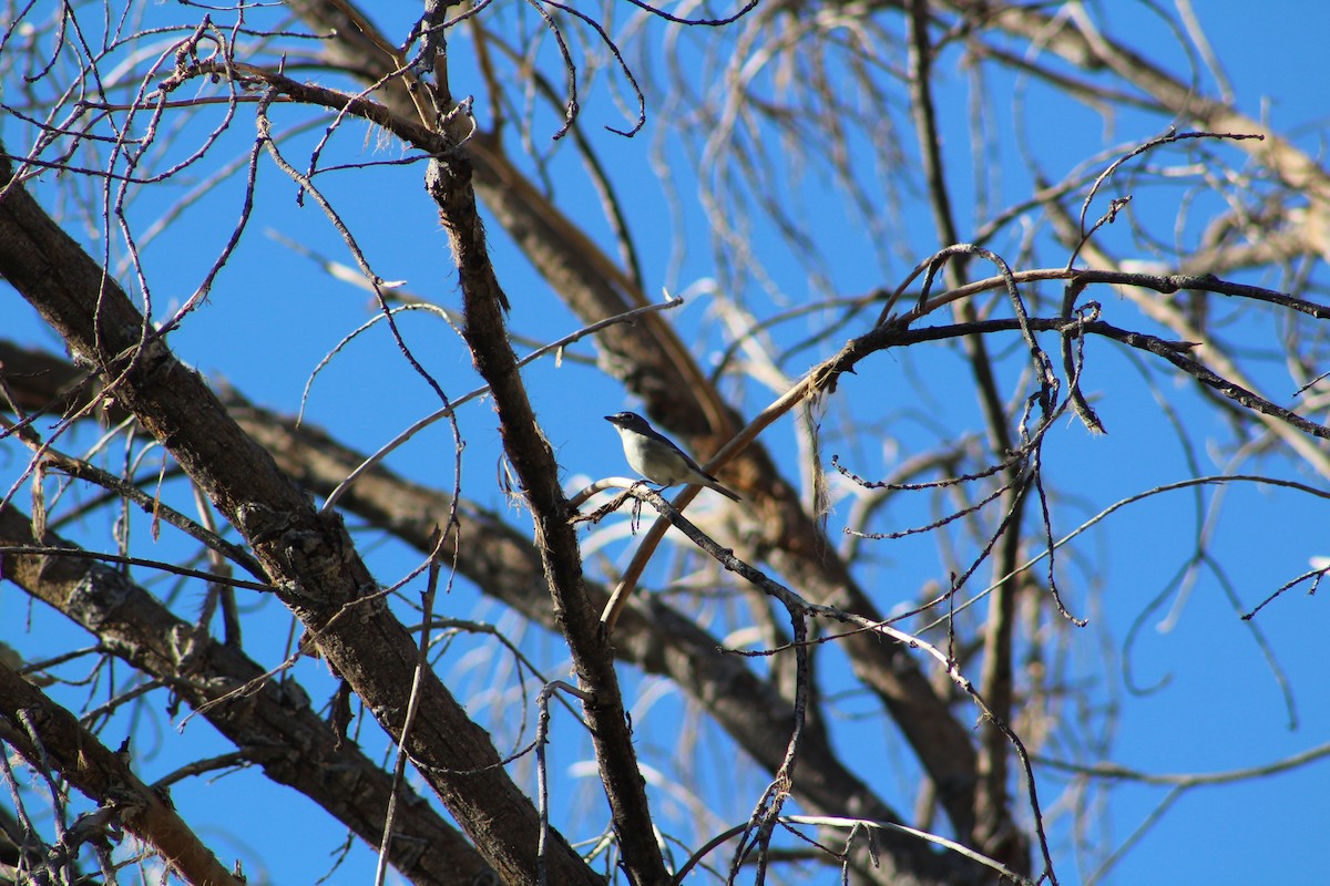 Vireo Plomizo - ML506714441