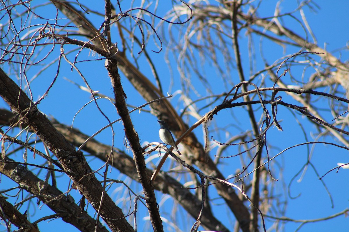 Plumbeous Vireo - ML506714451