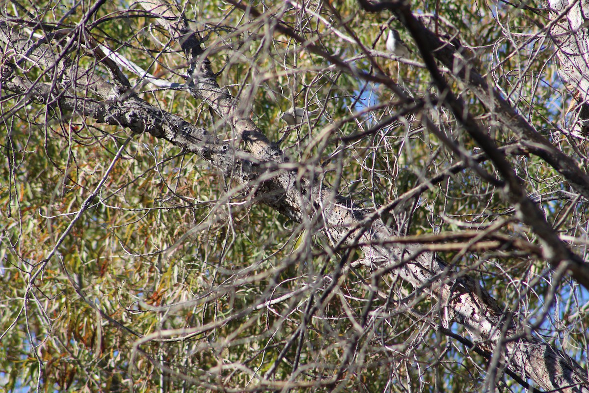 Plumbeous Vireo - ML506714461