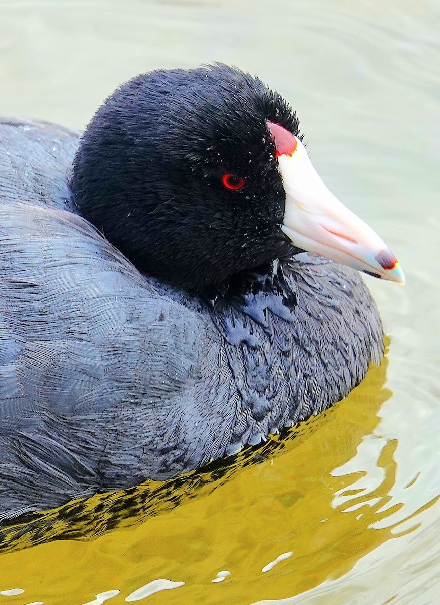 American Coot - Kathleen Horn