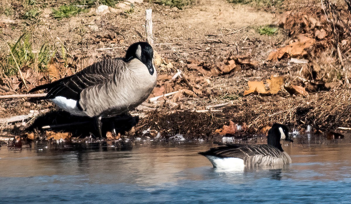 Cackling Goose - ML506714931