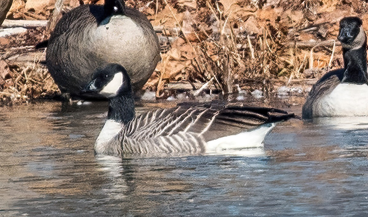 Cackling Goose - ML506714941