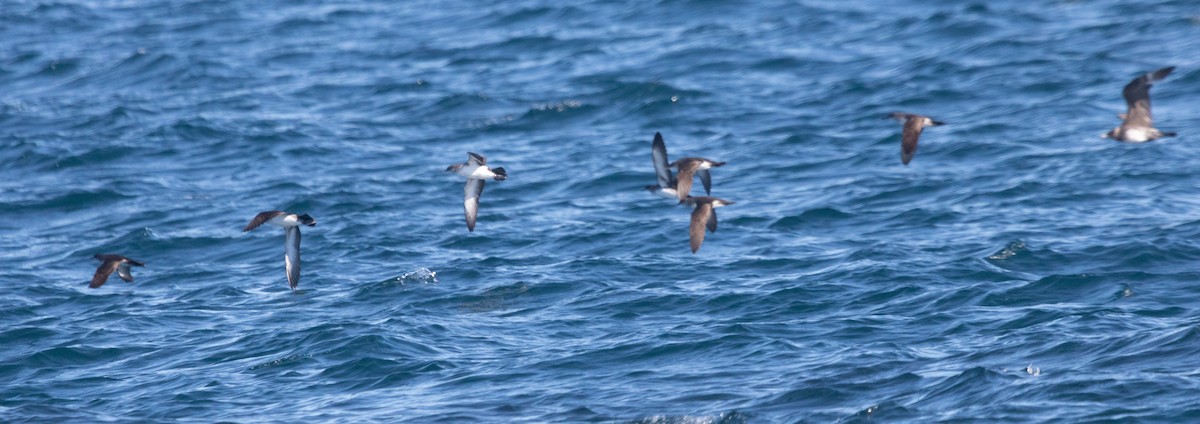 Black-vented Shearwater - Rebecca Marschall