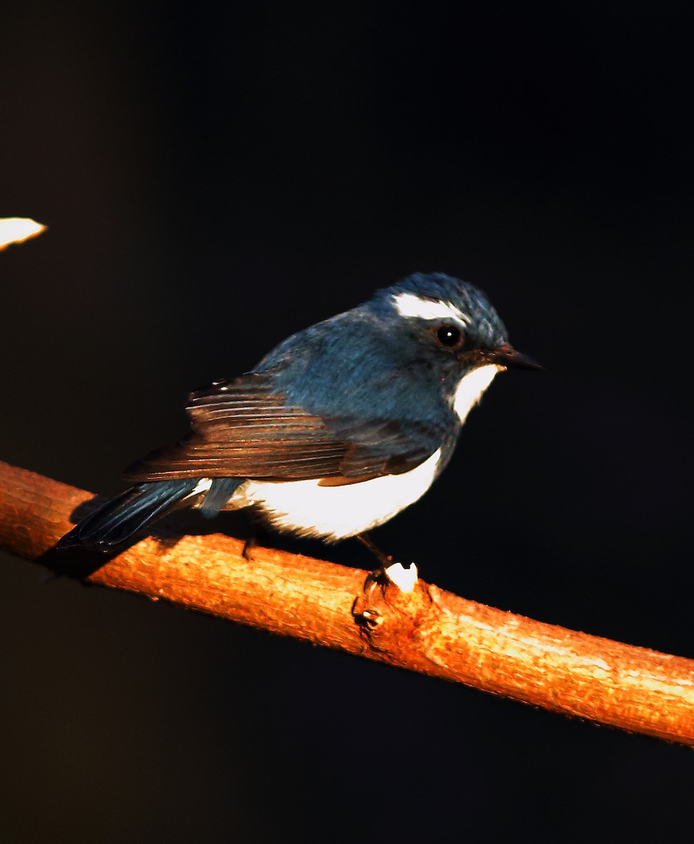 Ultramarine Flycatcher - ML50671691
