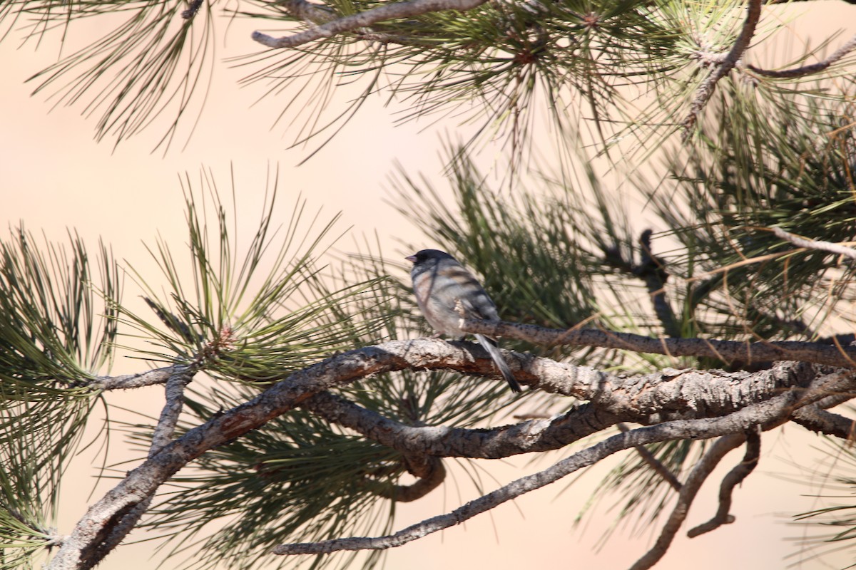 Junco ardoisé - ML506716961