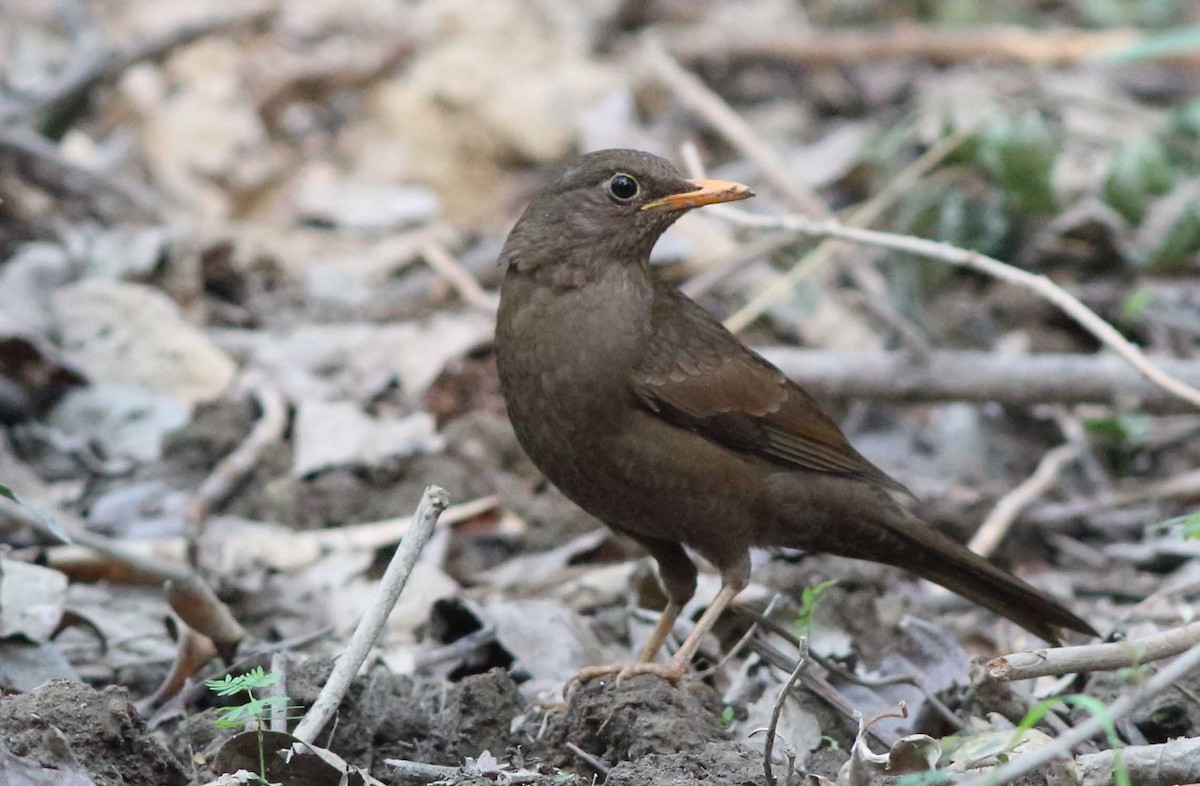 Gray-winged Blackbird - ML50671871
