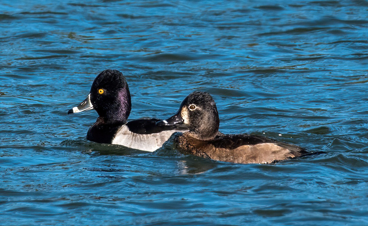 Ring-necked Duck - ML506719191