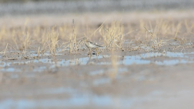 Buff-breasted Sandpiper - ML506720821