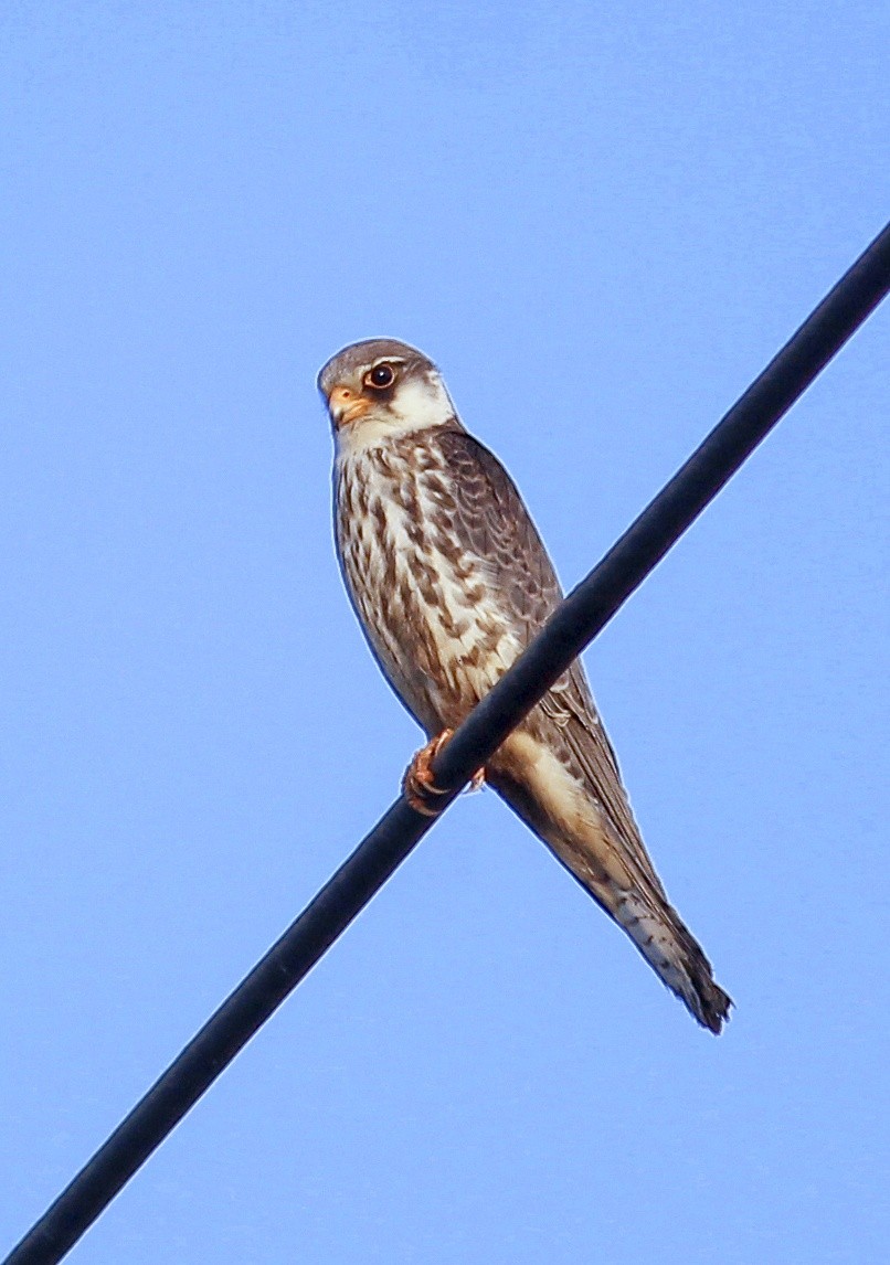 Amur Falcon - ML506721991