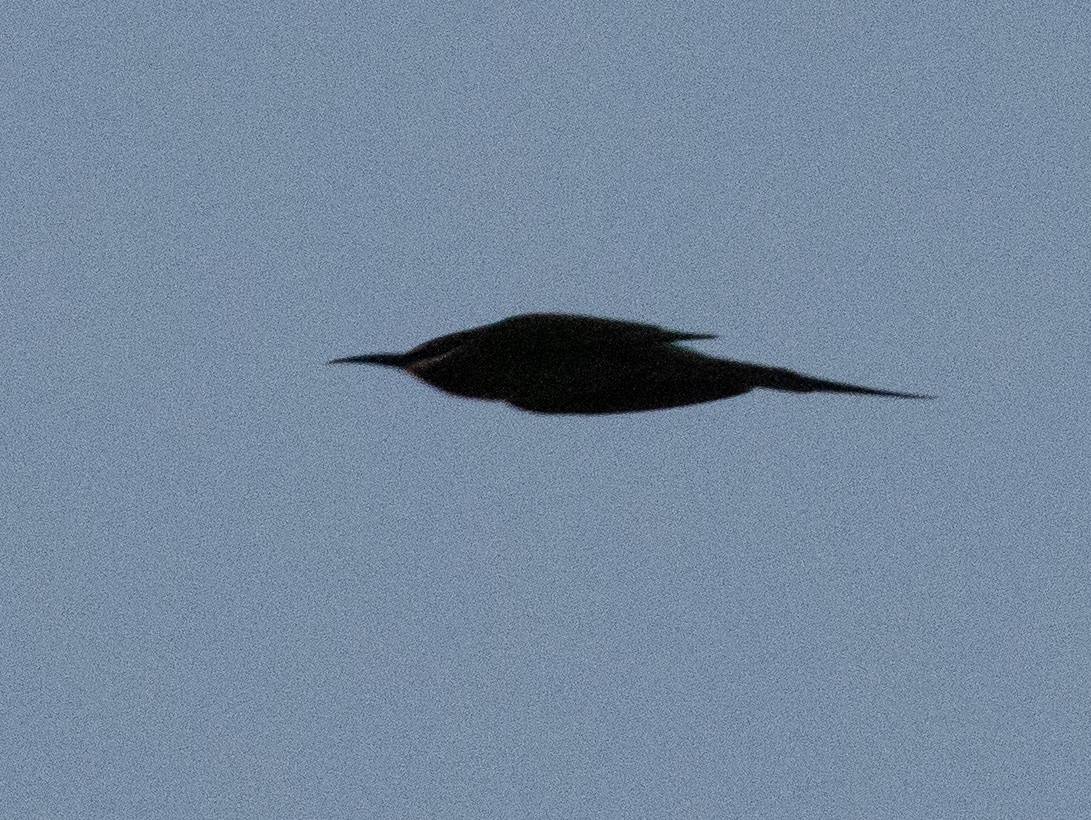 Madagascar Bee-eater - ML506722361