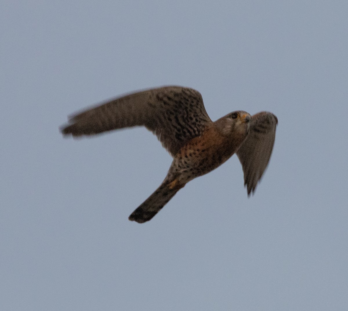 Malagasy Kestrel - ML506722381