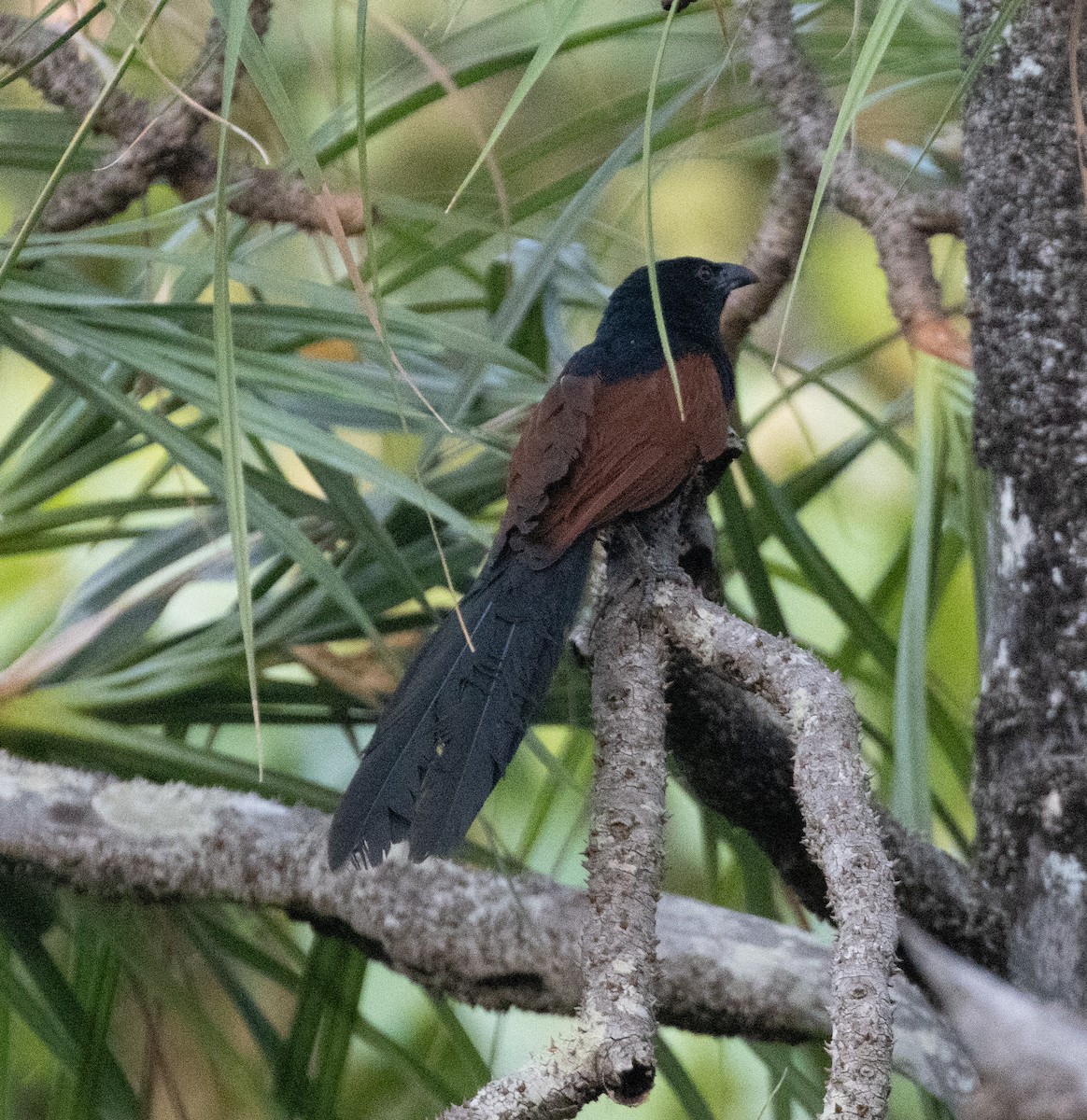 Malagasy Coucal - Lindy Fung