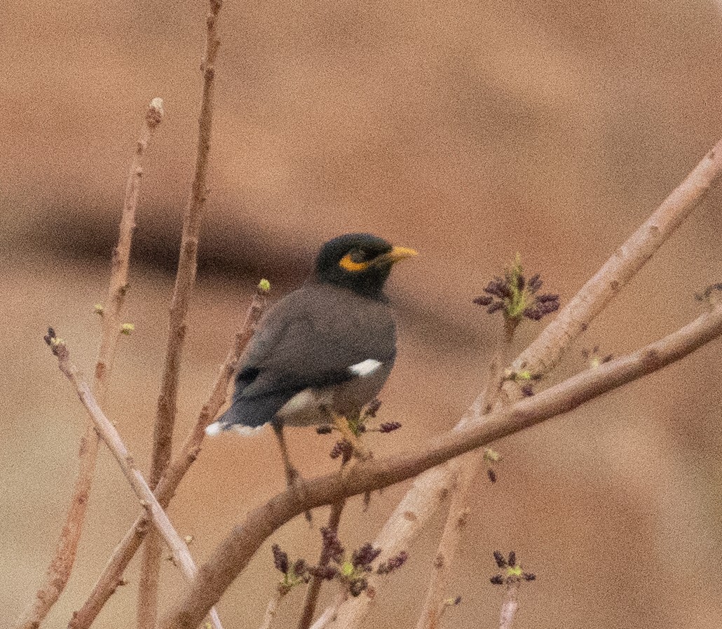 Common Myna - ML506722581