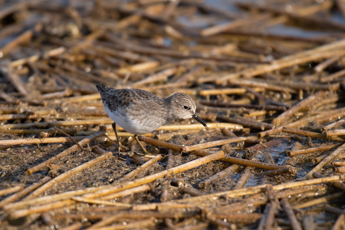 Least Sandpiper - ML506724071