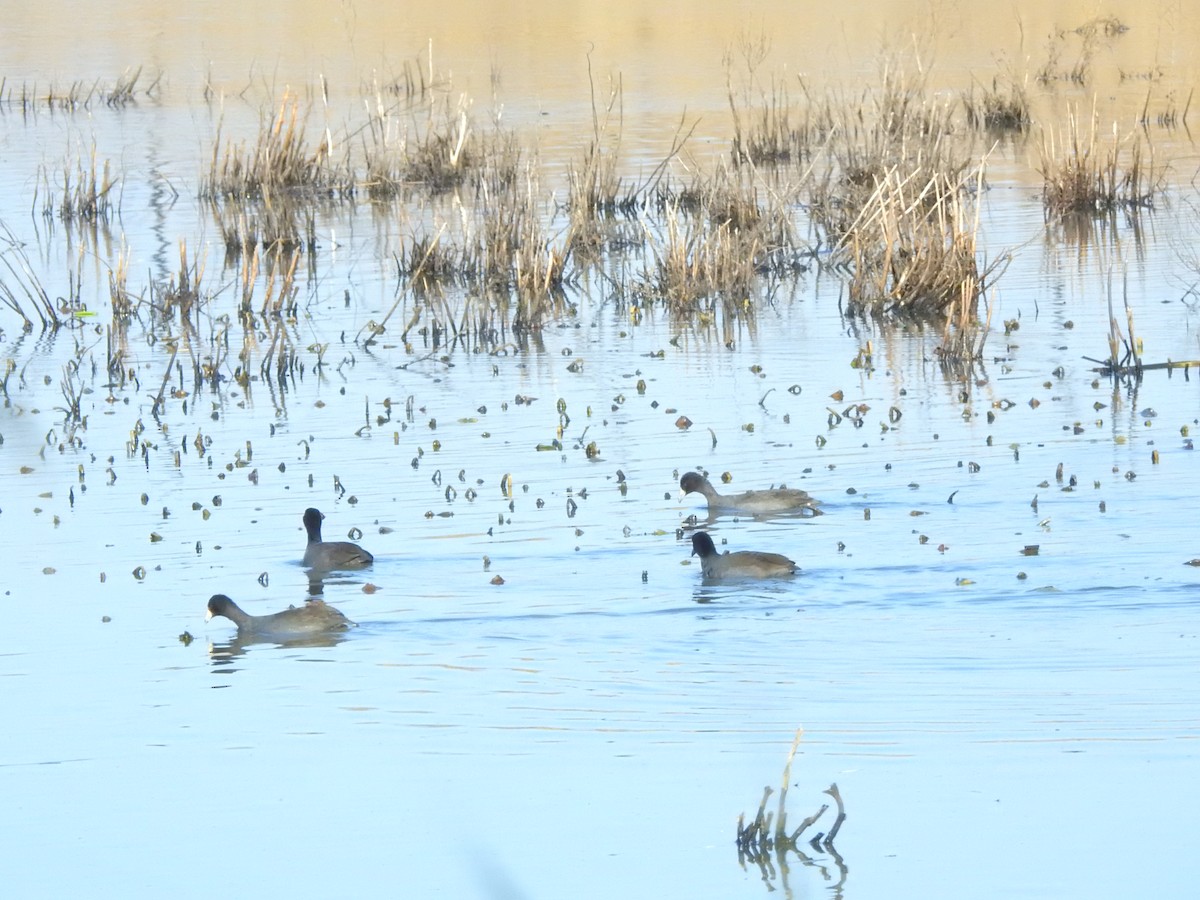 American Coot - ML506724291