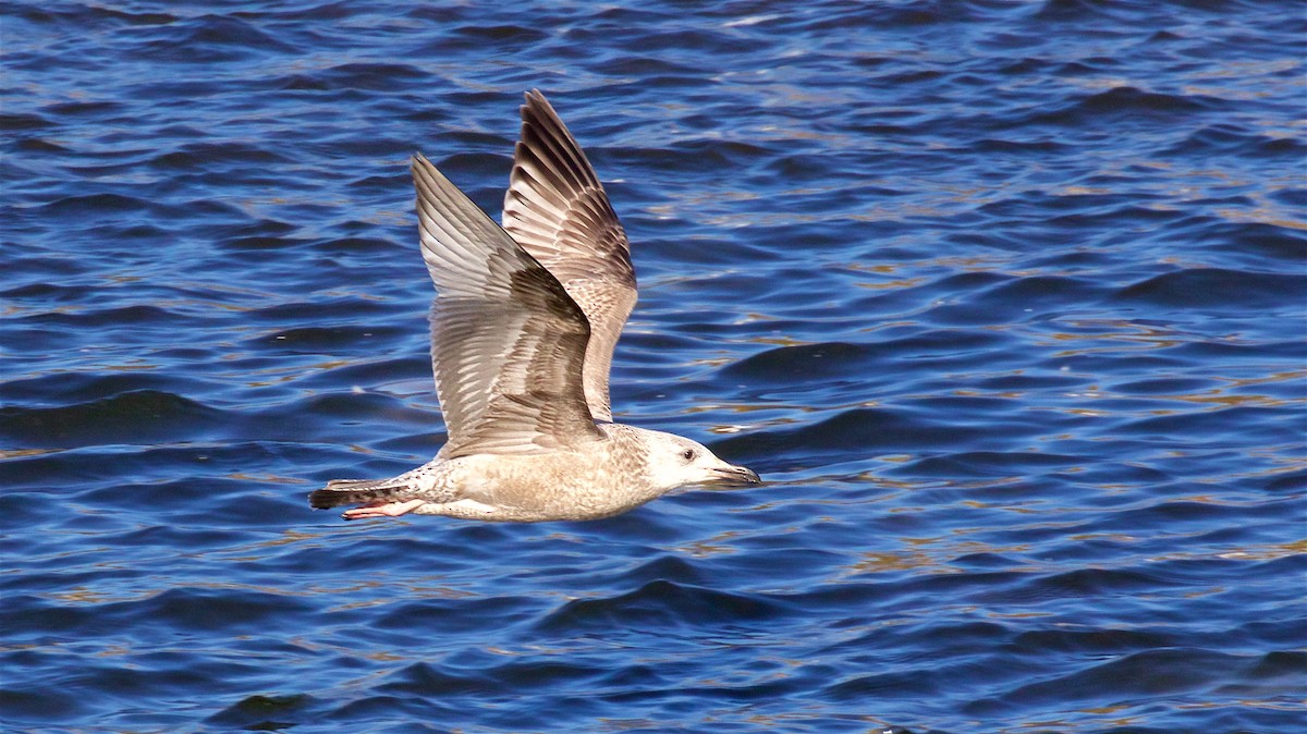 Goéland argenté - ML506724631