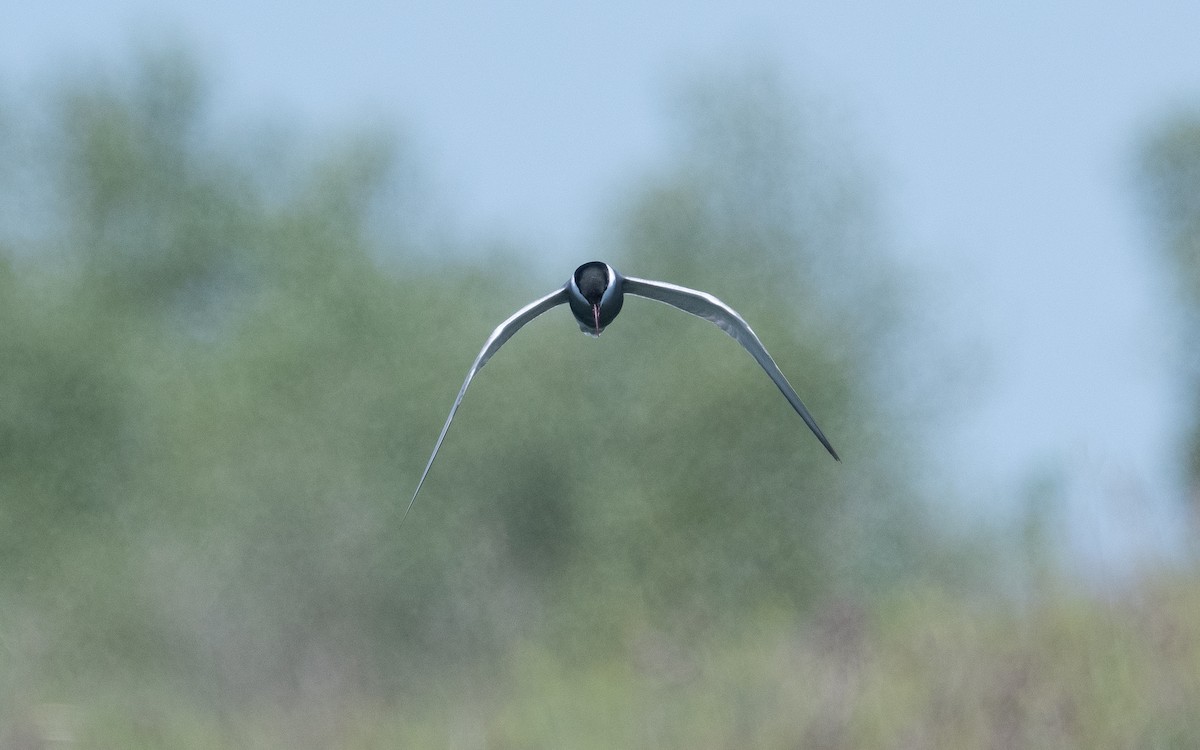 Whiskered Tern - ML506725211