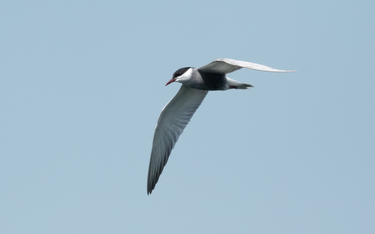 Whiskered Tern - ML506725221