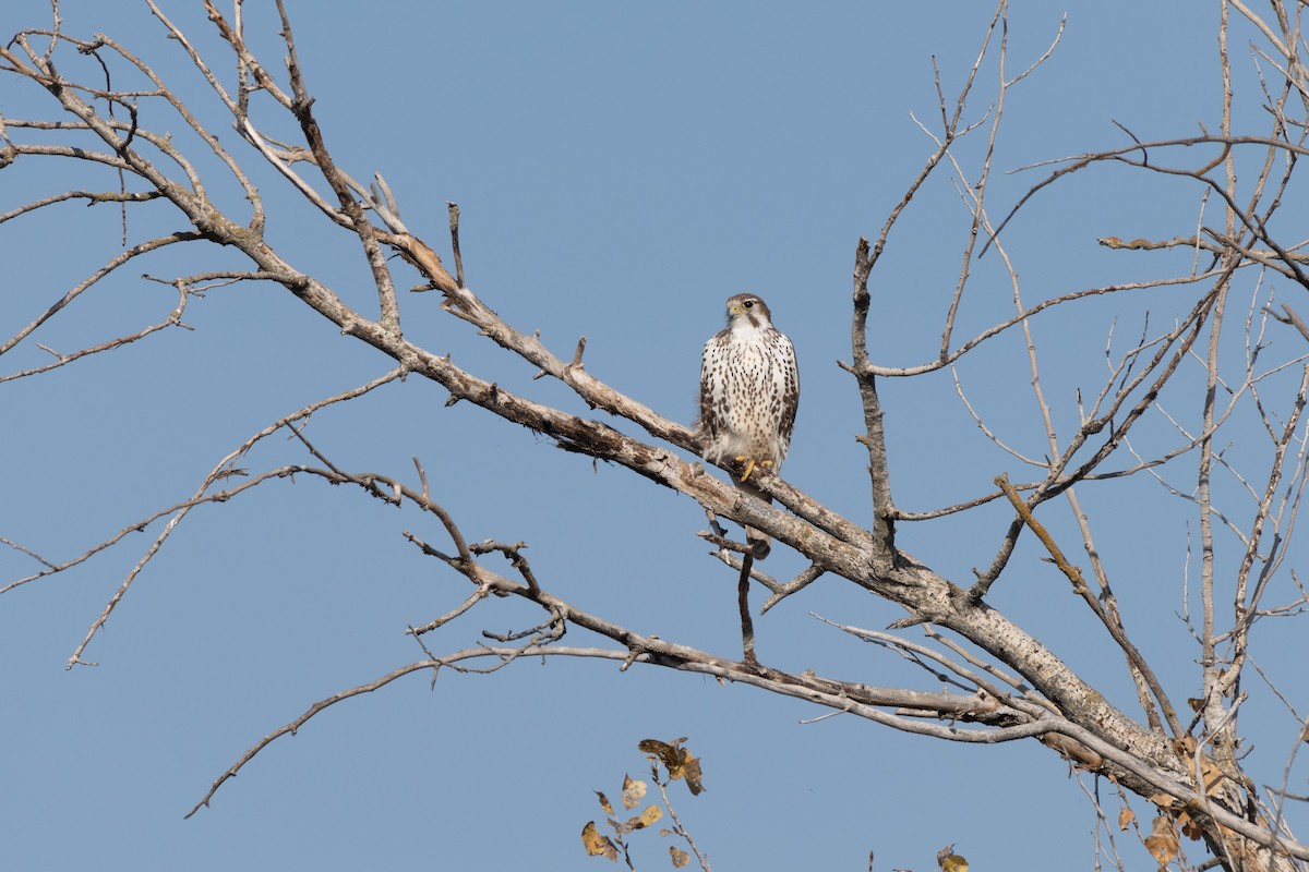 Prairie Falcon - ML506725331