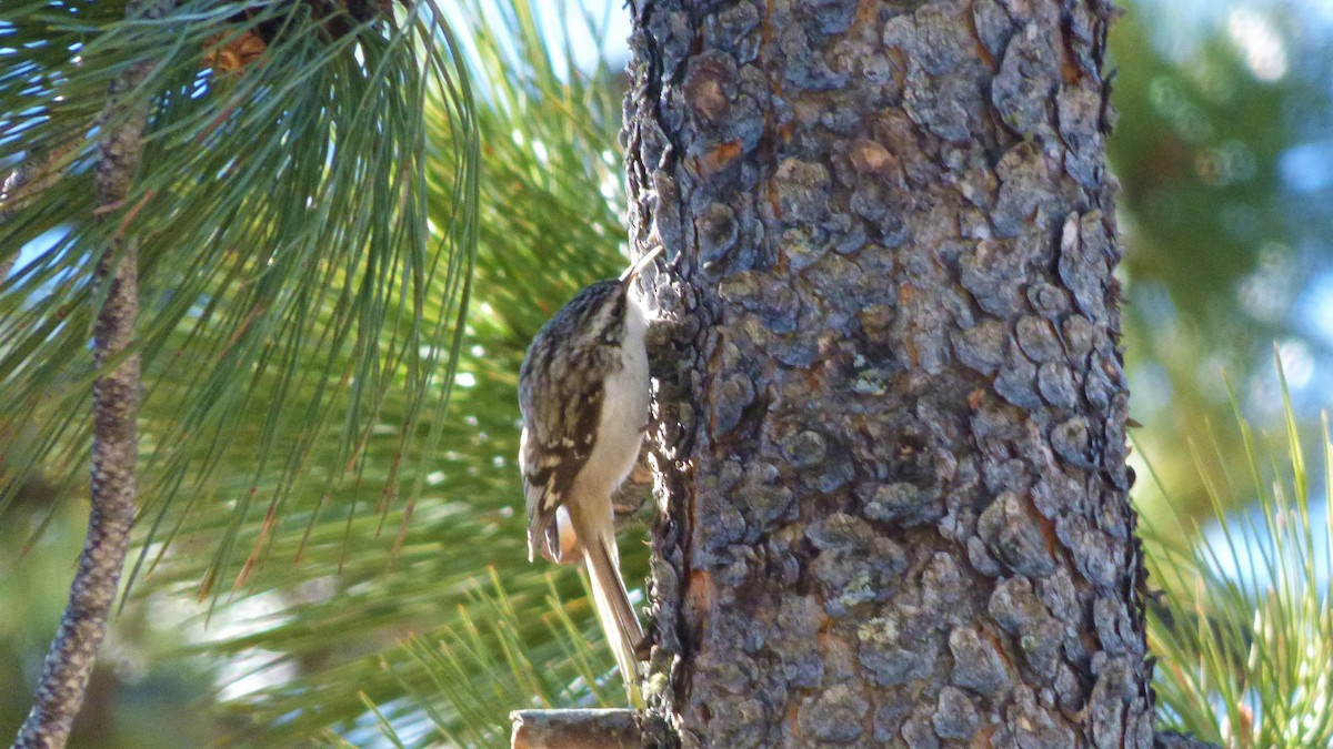 Brown Creeper - ML50672631