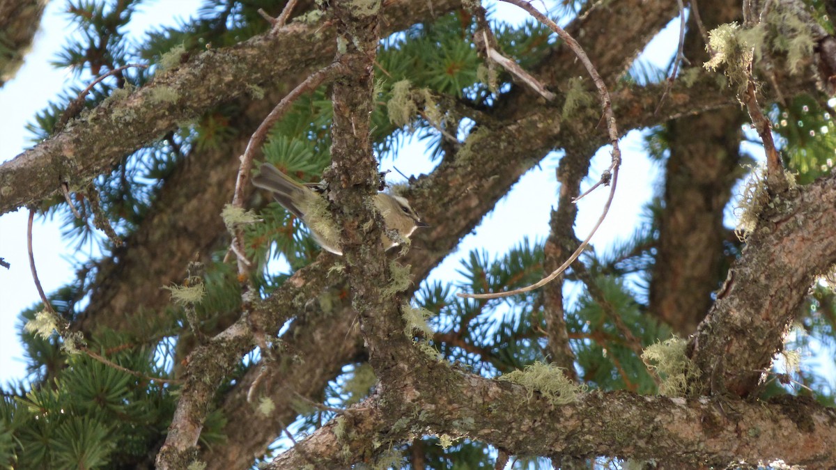 Golden-crowned Kinglet - Logan Korte