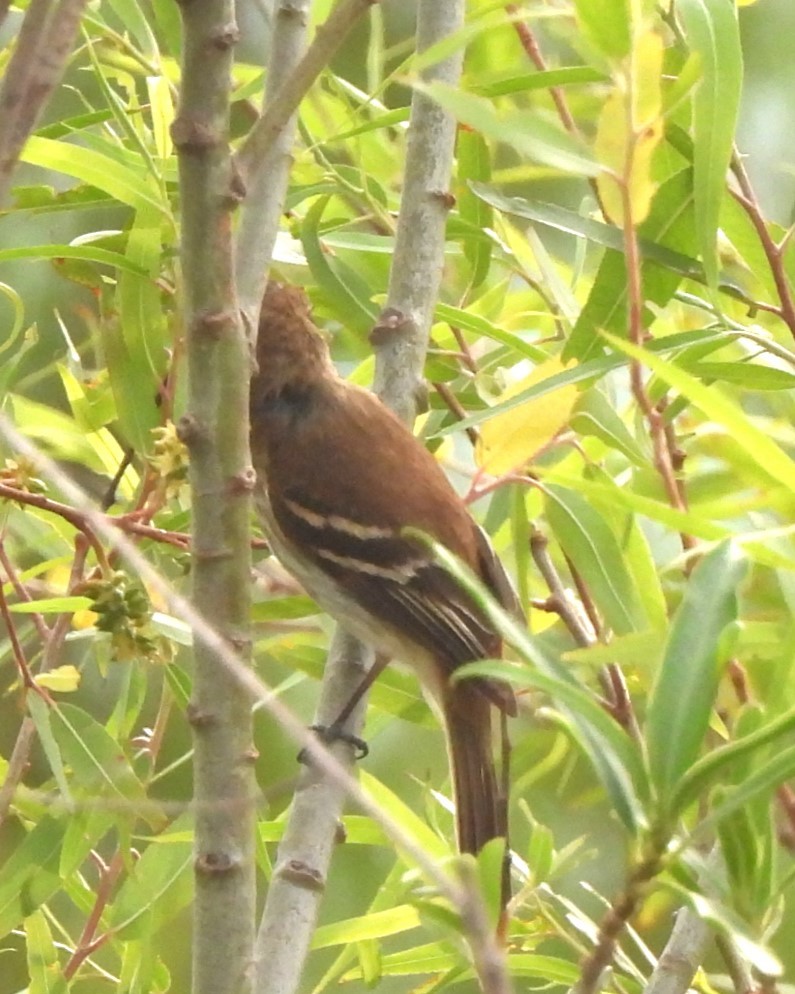 Bran-colored Flycatcher - ML506727011
