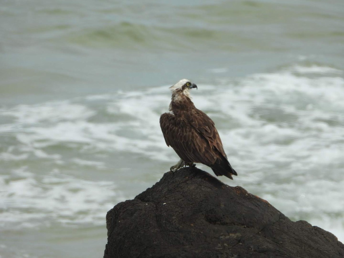 Osprey - ML506727241