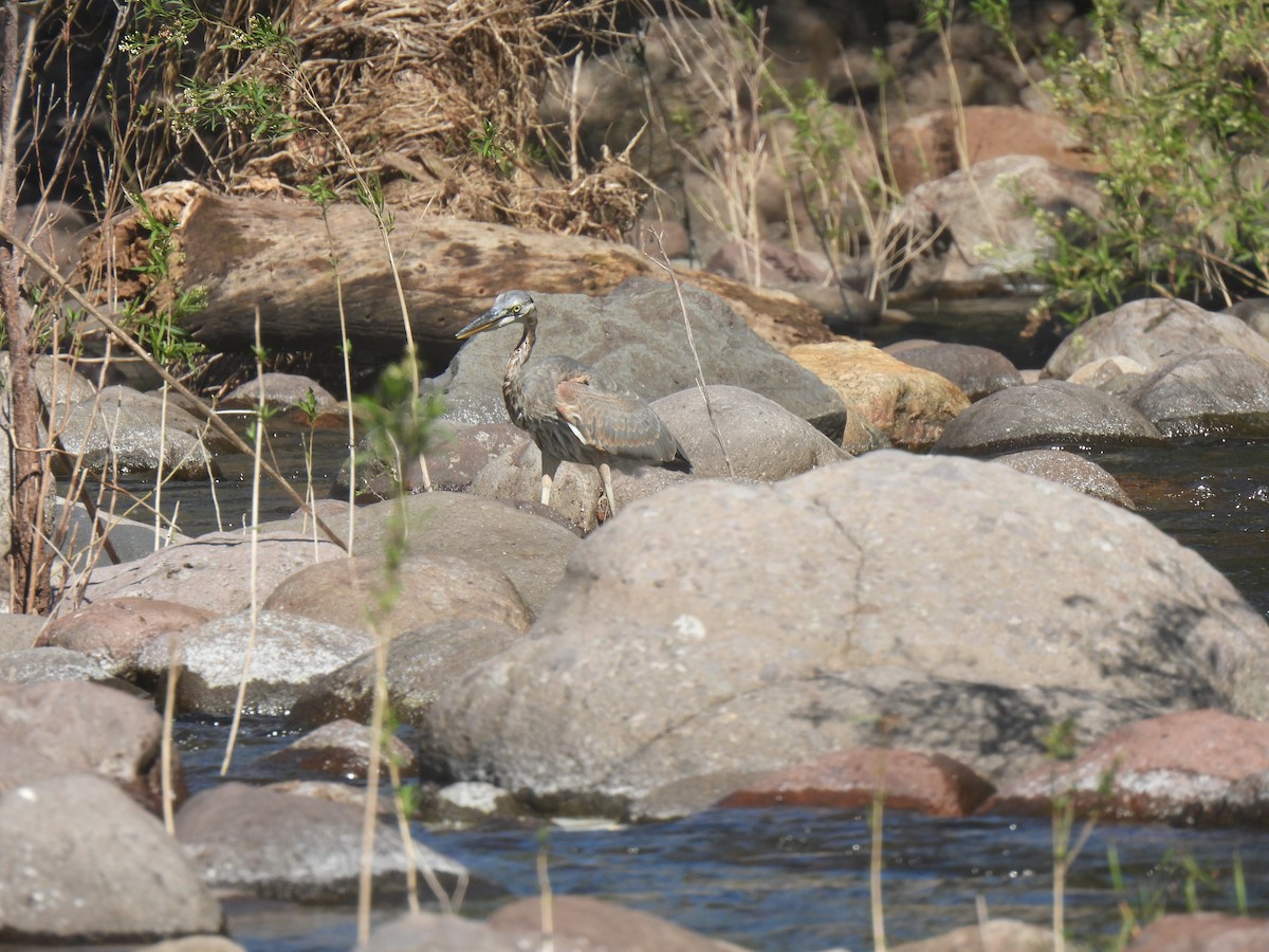 Garza Azulada - ML506727611