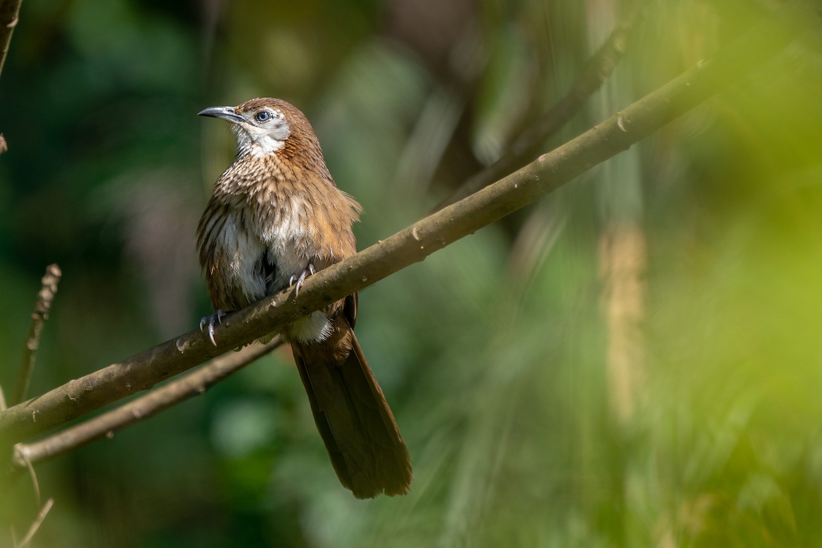 Spiny Babbler - Songkran Thongon