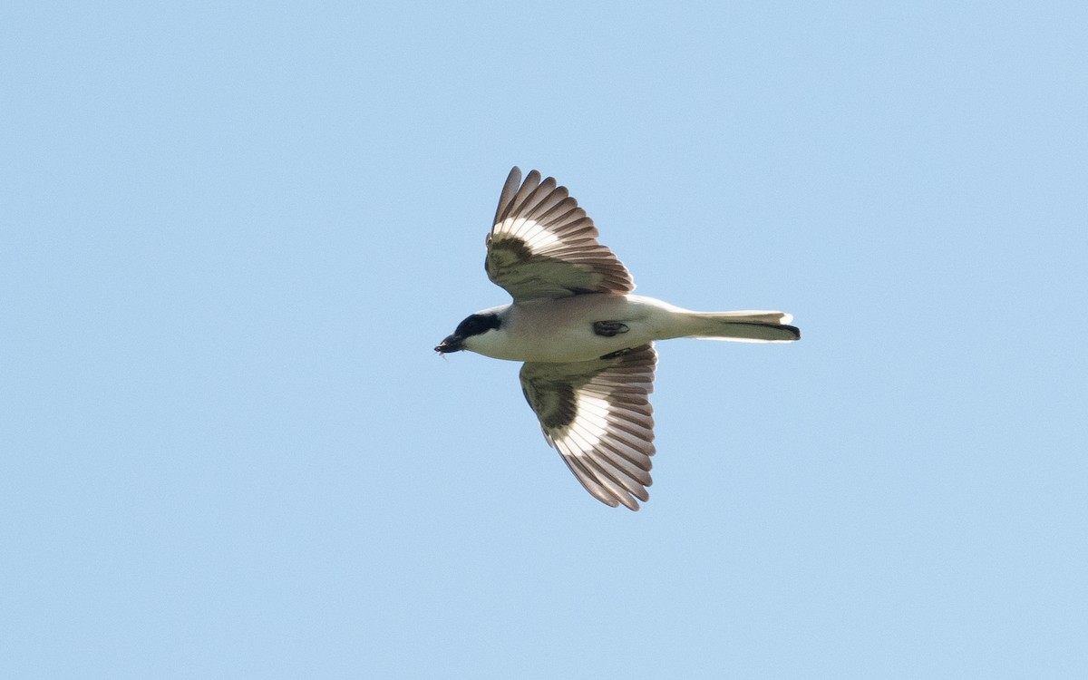 Lesser Gray Shrike - ML506728151