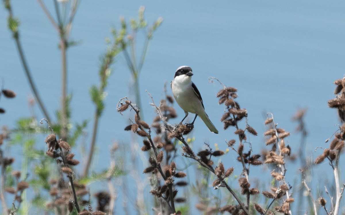 Lesser Gray Shrike - ML506728161