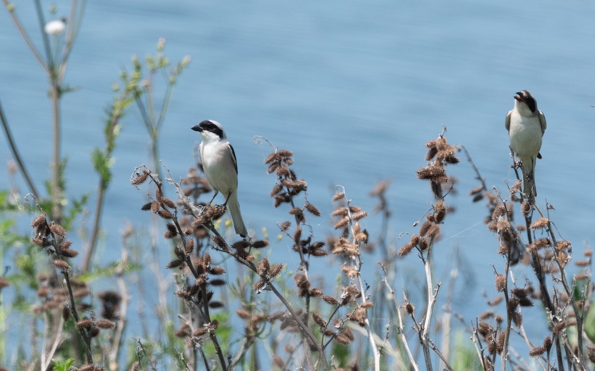 Lesser Gray Shrike - ML506728171