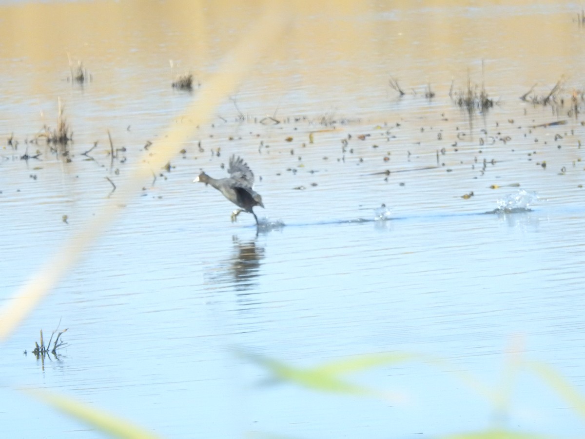 American Coot - ML506729051