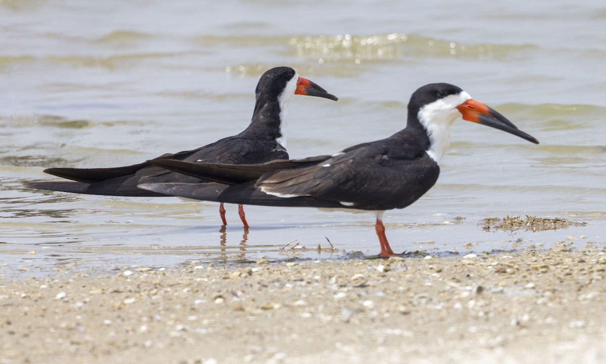 Black Skimmer - ML506729721