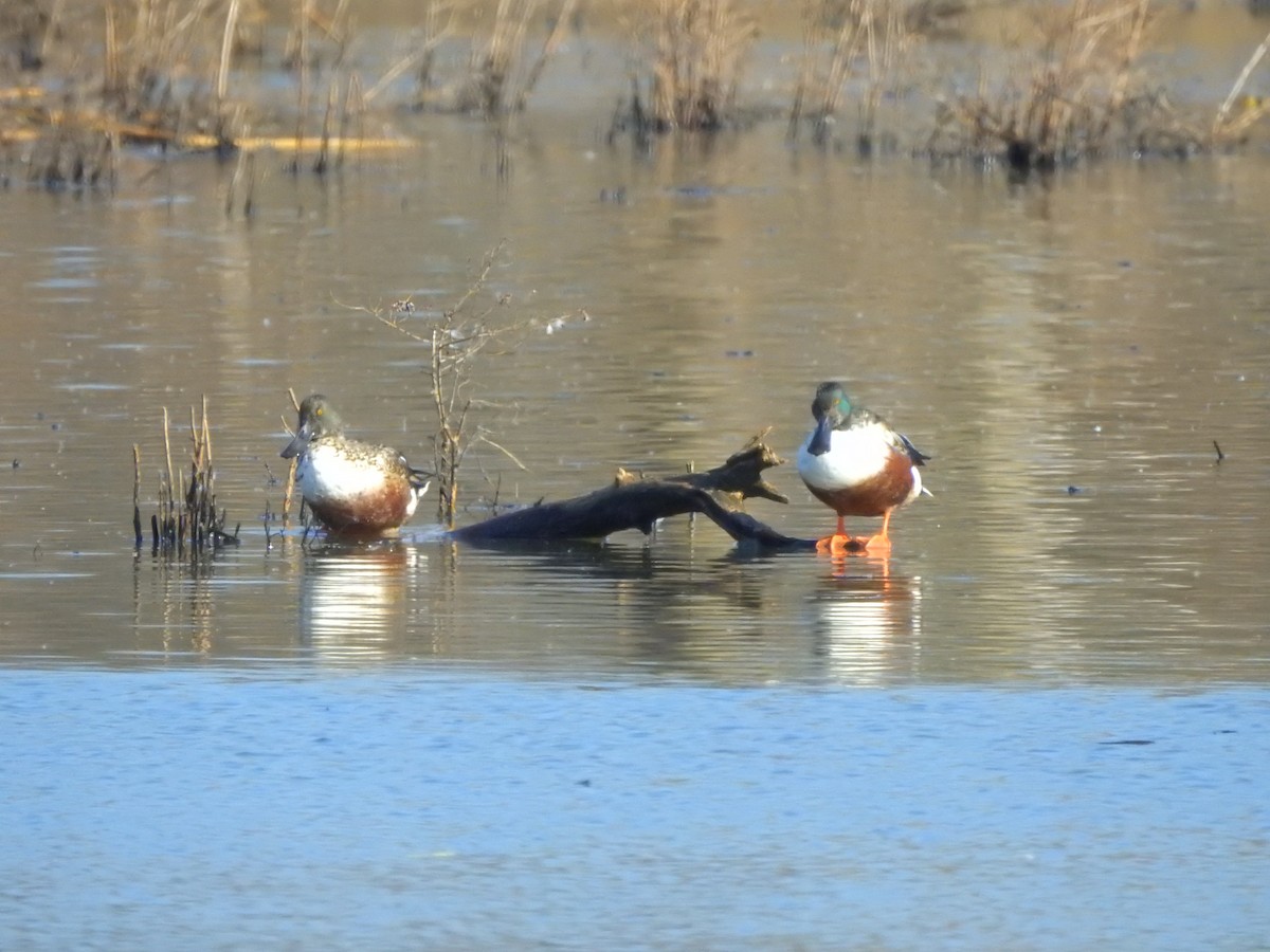 Northern Shoveler - ML506730071