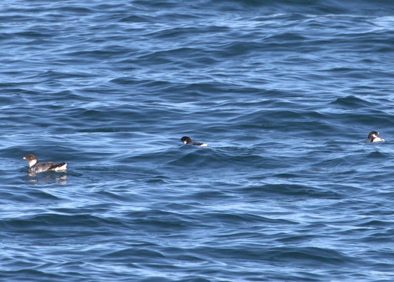Ancient Murrelet - ML50673011