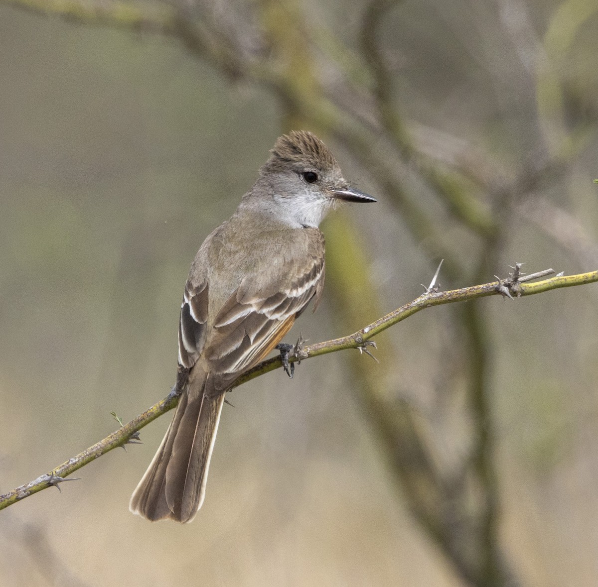 Ash-throated Flycatcher - ML506730191