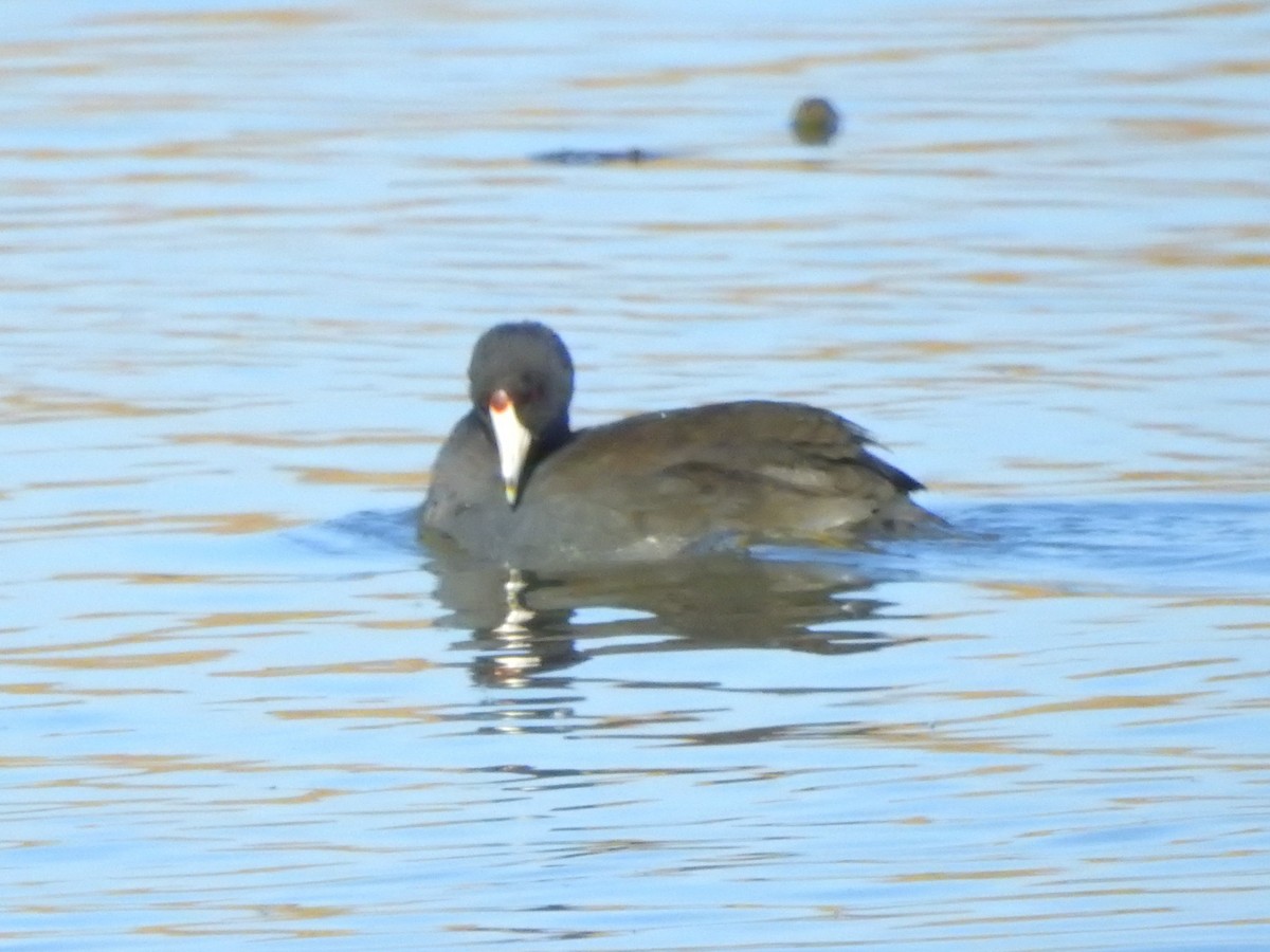 American Coot - ML506731471