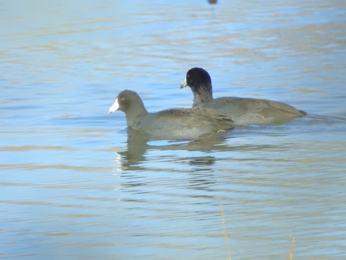 American Coot - ML506731481