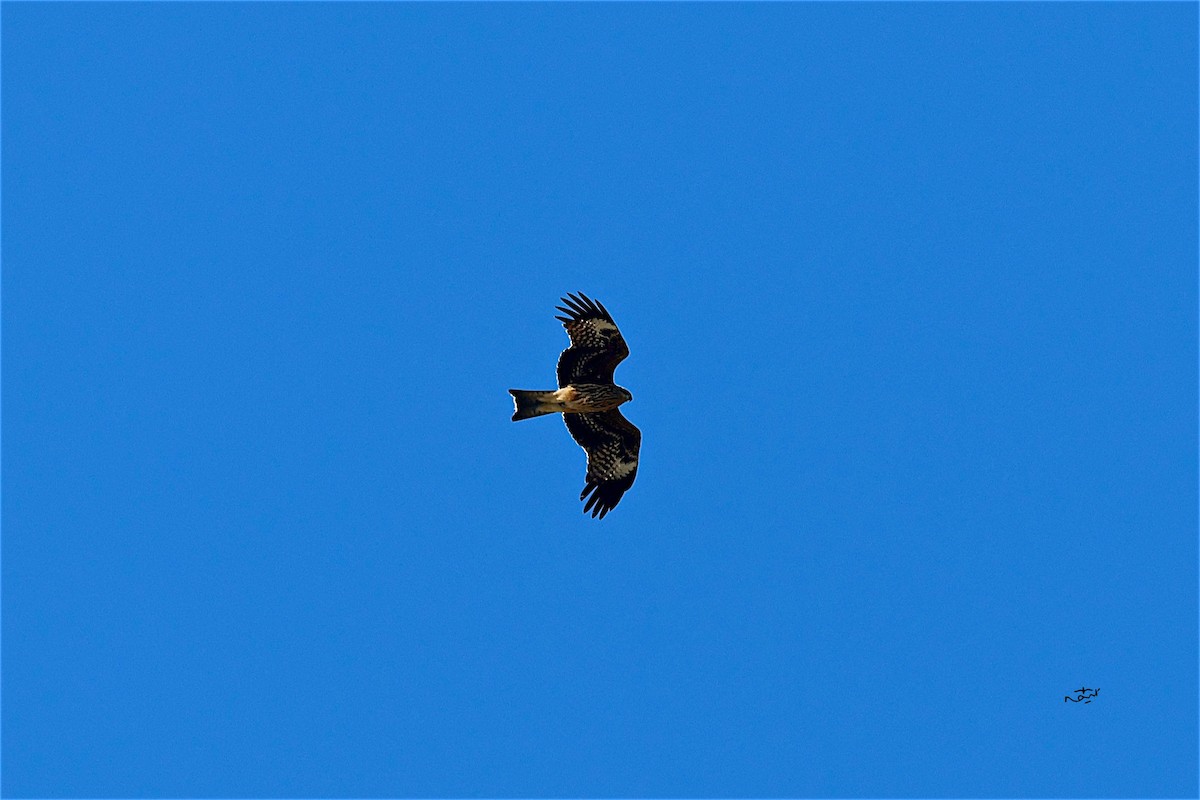 Black Kite (Black-eared) - Rampal s Rawat