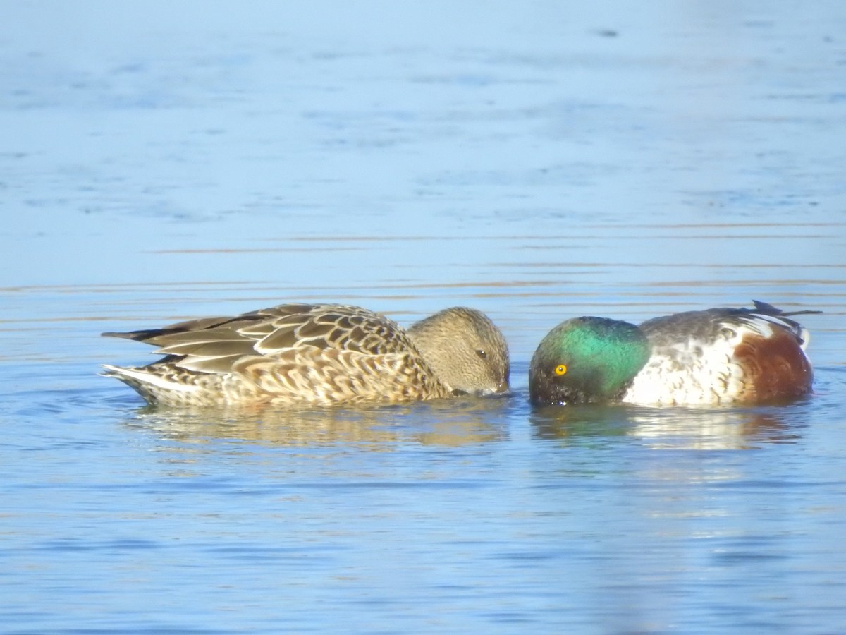 Northern Shoveler - ML506731571