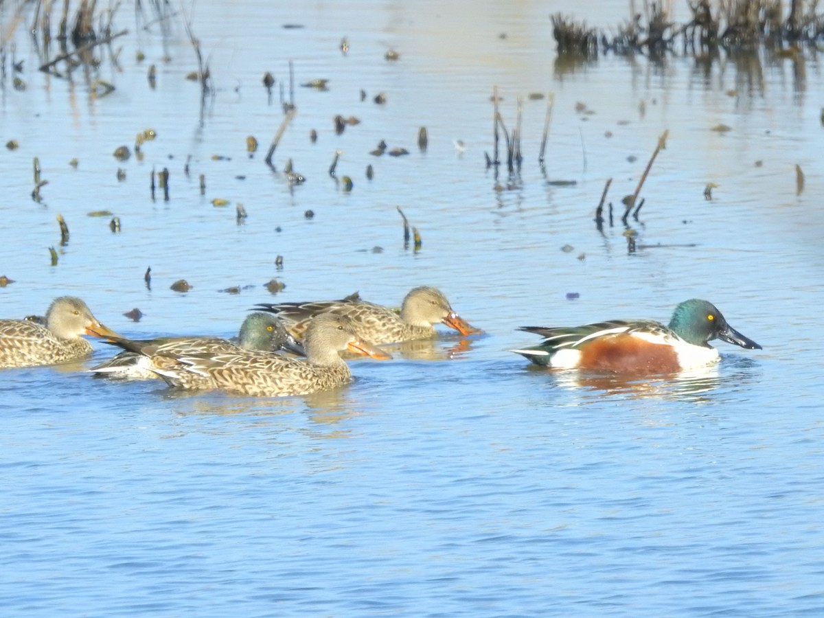 Northern Shoveler - ML506731611