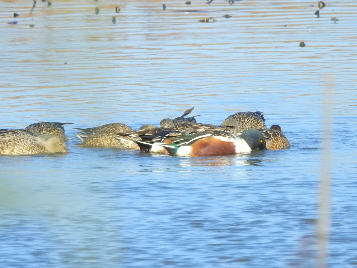 Northern Shoveler - ML506731761